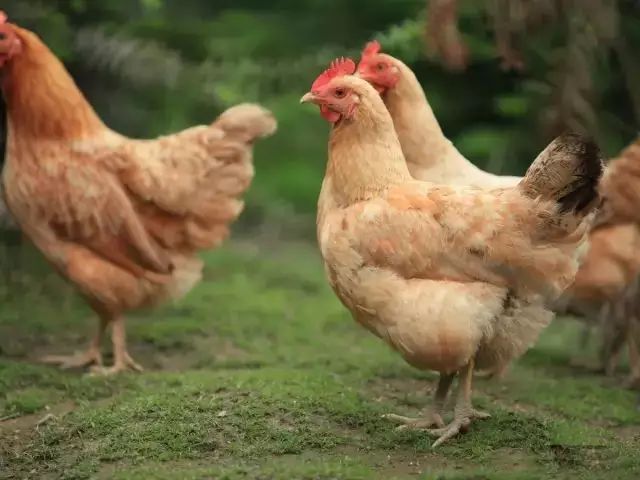 ʥ羰_ʥ_նʥ